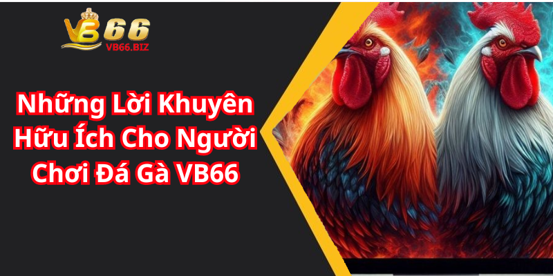 Những Lời Khuyên Hữu Ích Cho Người Chơi Đá Gà VB66