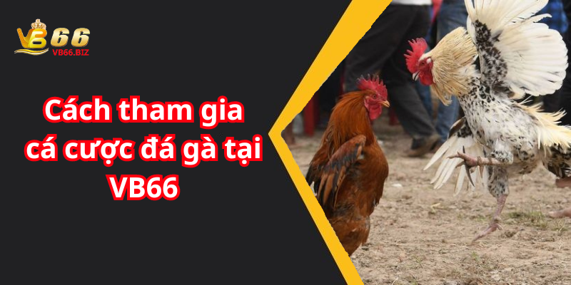 Cách tham gia cá cược đá gà tại VB66