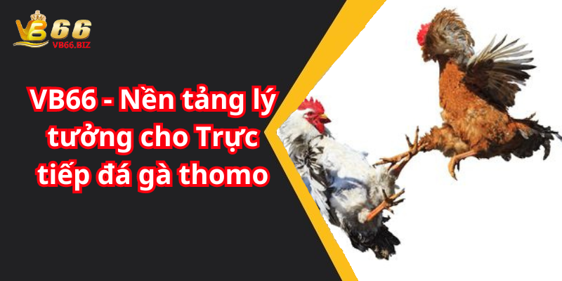 VB66 - Nền tảng lý tưởng cho Trực tiếp đá gà thomo