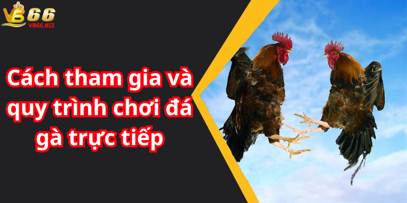 Cách tham gia và quy trình chơi đá gà trực tiếp