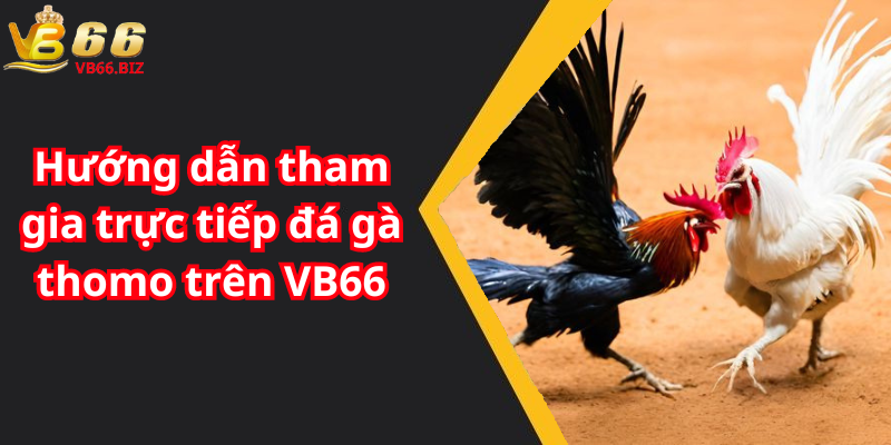 Hướng dẫn tham gia trực tiếp đá gà thomo trên VB66