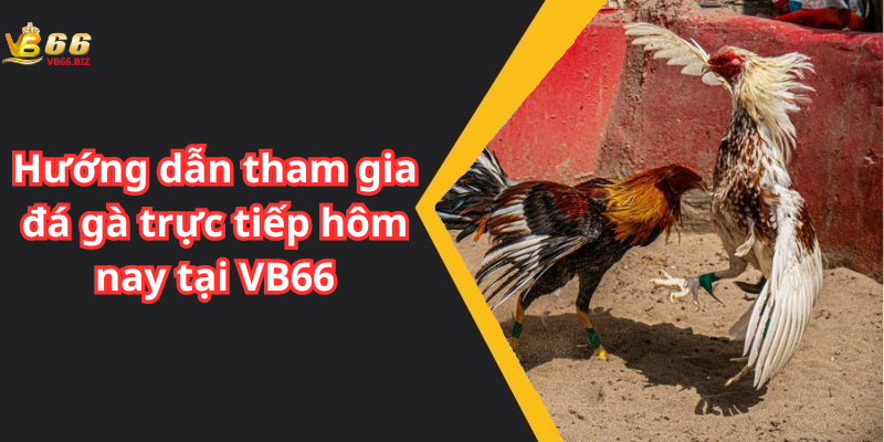 Hướng dẫn tham gia đá gà trực tiếp hôm nay tại VB66