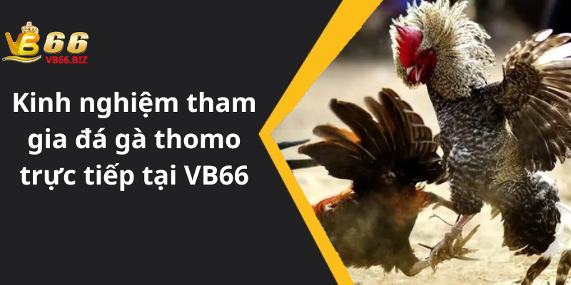 Kinh nghiệm tham gia đá gà thomo trực tiếp tại VB66