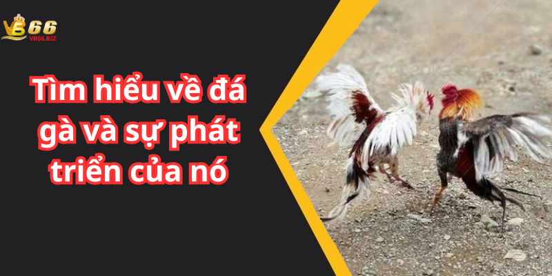 Tìm hiểu về đá gà và sự phát triển của nó