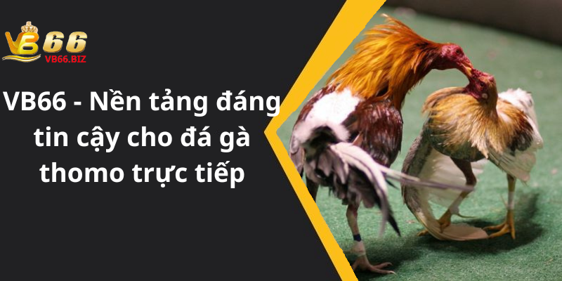 VB66 - Nền tảng đáng tin cậy cho đá gà thomo trực tiếp